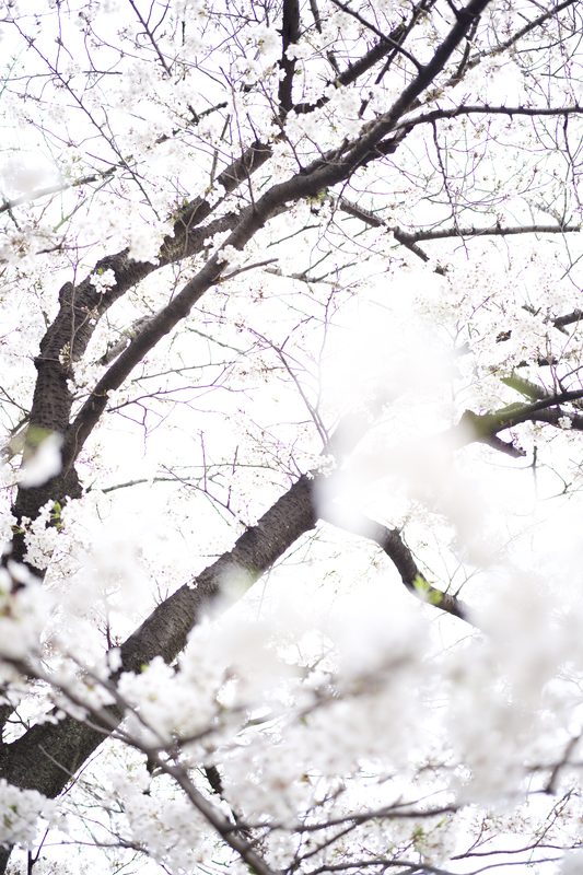 写真 41