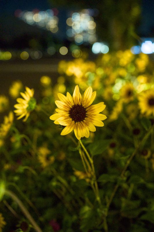写真 50